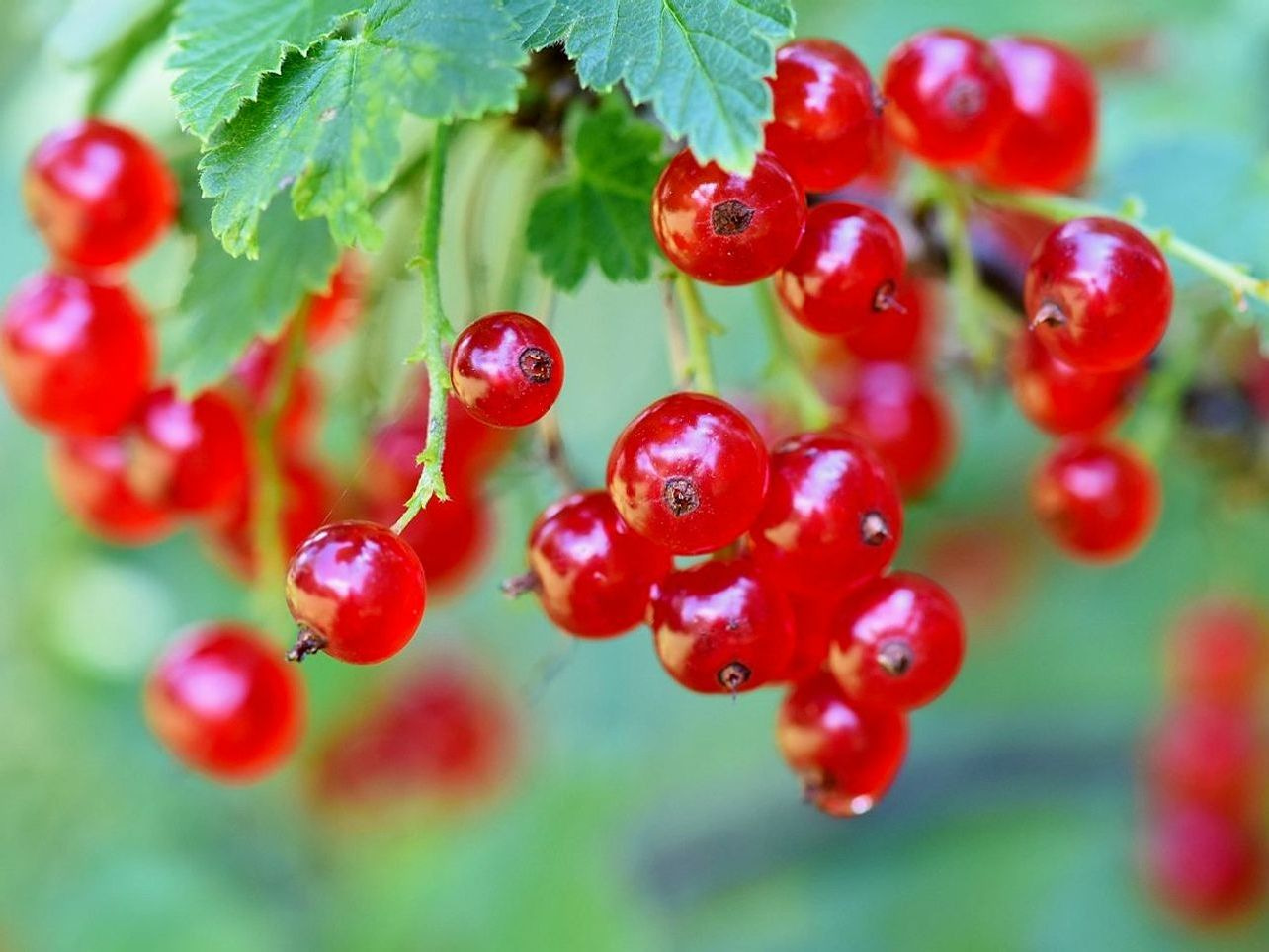 Fresh Fruit Daily